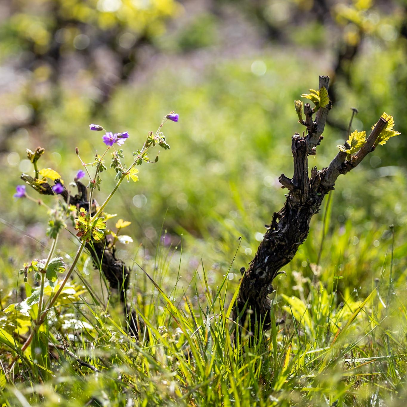 Vignes, Domaine du Jonchay Cru du Beaujolais